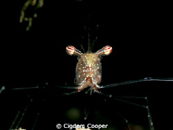 ghost shrimp by Cigdem Cooper 